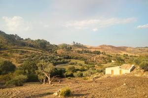 Terreno con piante di olivo e casa rurale