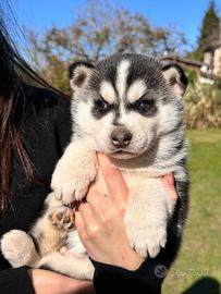 Cuccioli siberian husky