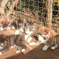 Cuccioli di akita inu