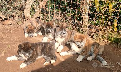 Cuccioli di akita inu