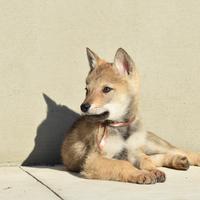 Cane Lupo Cecoslovacco