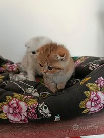 Cuccioli di gattini scottish straight e fold