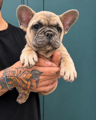 Bulldog francese