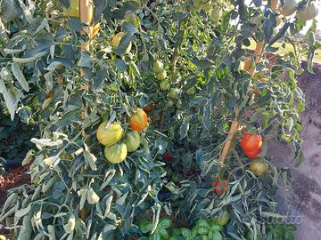 Cura del prato, vigna, alberi, orto, siepi e fiori