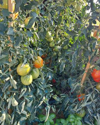 Cura del prato, vigna, alberi, orto, siepi e fiori