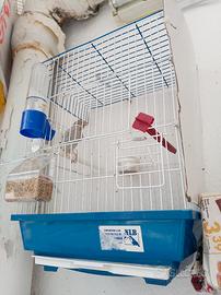 Agata topazio maschio