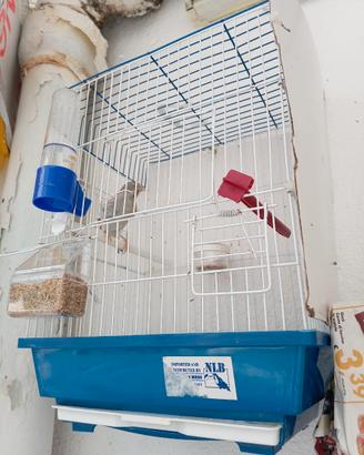 Agata topazio maschio