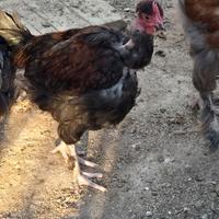 Collo nudo