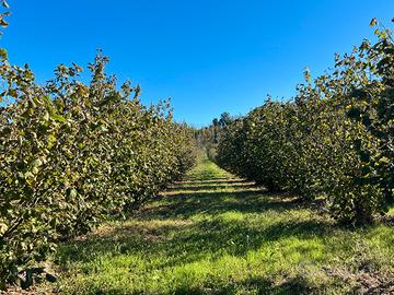 Noccioleto produttivo Tonda Gentile Piemonte