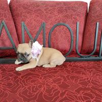 Bulldog Francese
