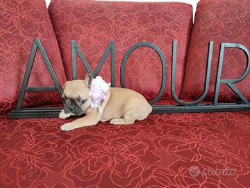 Bulldog Francese