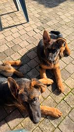 Cucciole Pastore Tedesco