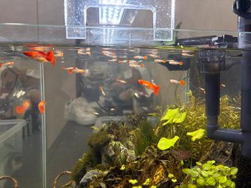 Guppy koi albino full red