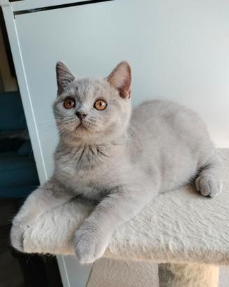 British shorthair