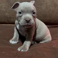 American Bully Pocket