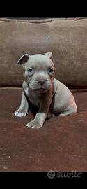 American Bully Pocket