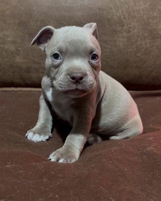 American Bully Pocket