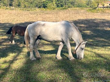 Cavalla Percheron