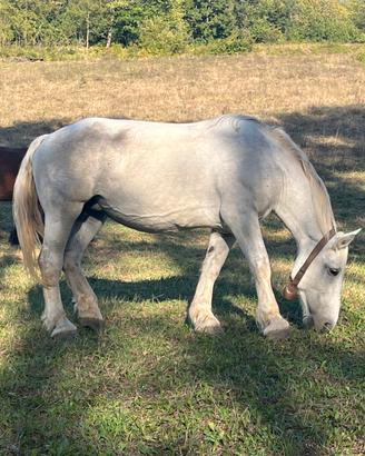 Cavalla Percheron