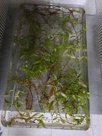Piante acquatiche S.cambio