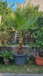 Washingtonia