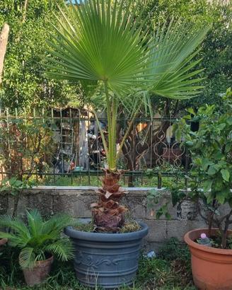 Washingtonia