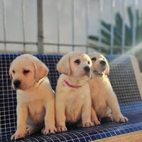 Labrador retriever