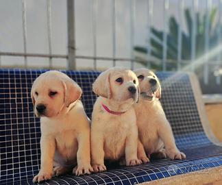 Labrador retriever