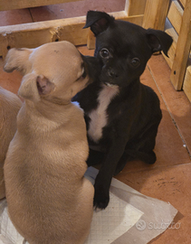 Cuccioli di chihuahua