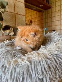 Cucciolo persiano