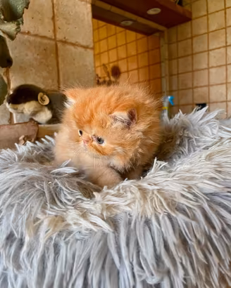 Cucciolo persiano