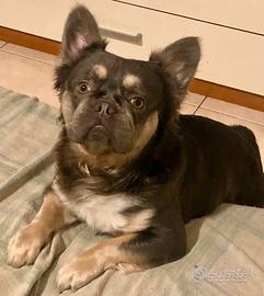 ? Disponibile per Monta Bulldog Francese ?