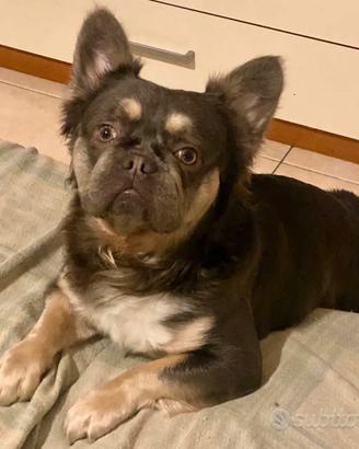? Disponibile per Monta Bulldog Francese ?