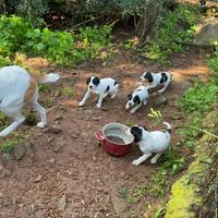 Cuccioli incrocio segugio maremmano - pointer