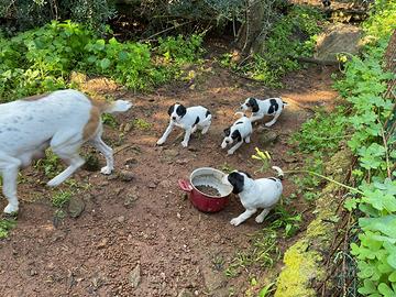 Cuccioli incrocio segugio maremmano - pointer
