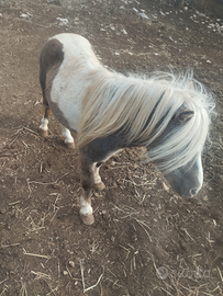 Pony maschio