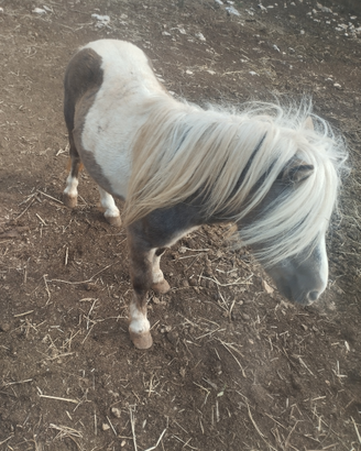 Pony maschio