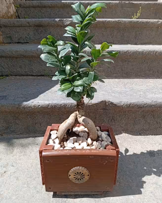 Bonsai