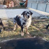 Simil Pastore della Lessinia e del Lagorai