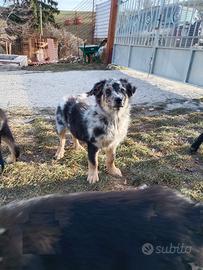 Simil Pastore della Lessinia e del Lagorai