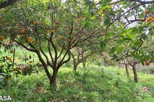 Rometta, funzionale terreno agricolo terrazzato