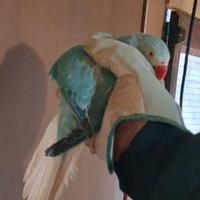 Parrocchetto dal collare cleartail