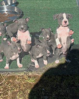 Amstaff