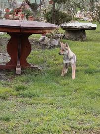 Cucciola lupo cecoslovacco