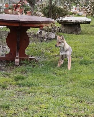 Cucciola lupo cecoslovacco
