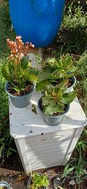 Calancola pianta succulenta 