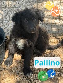 Pallino