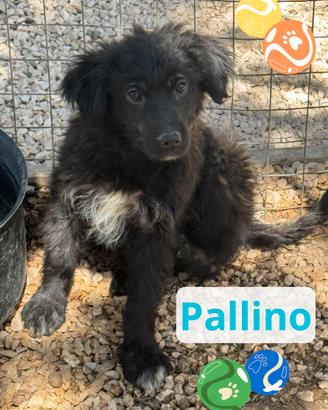 Pallino