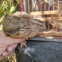 Quaglie volatrici
