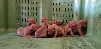 American pitbull terrier